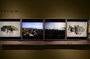 Wasp_exhibition__DSC3456